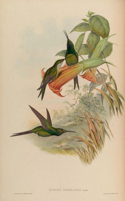 Eugenia imperatrix = Heliodoxa imperatrix door John Gould